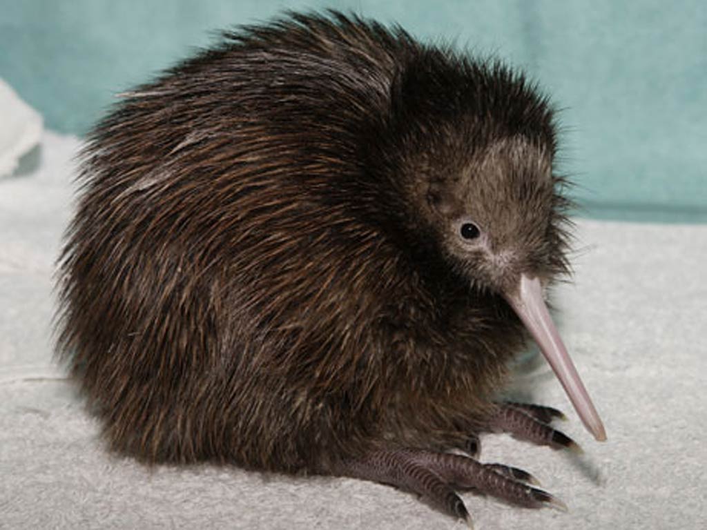 Kiwi Animal Wallpaper