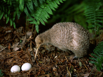 Kiwi Bird Egg Size