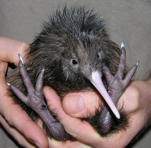 Kiwi Bird Egg To Body Ratio