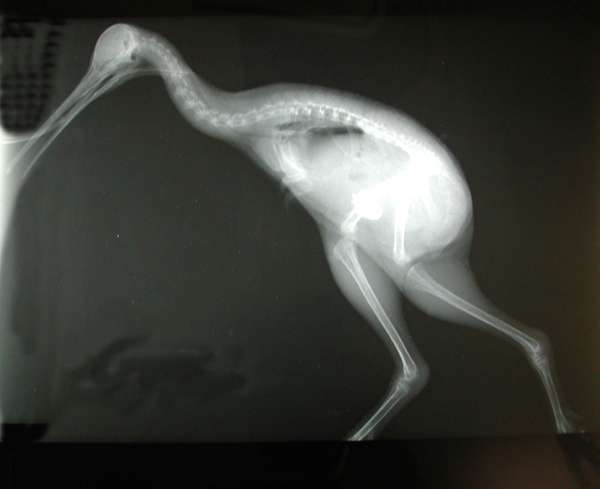 Kiwi Bird Egg X Ray