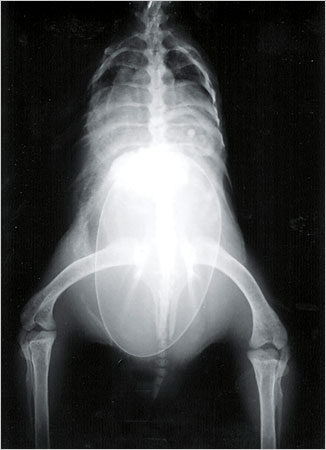 Kiwi Bird Egg X Ray