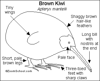 Kiwi Bird Fruit Diagram