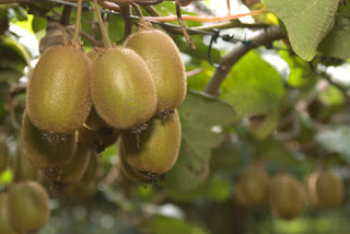 Kiwi Fruit Plant Pictures