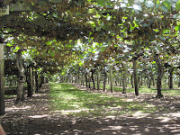 Kiwi Fruit Plantation
