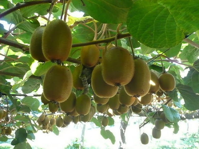 Kiwi Fruit Planting Tips