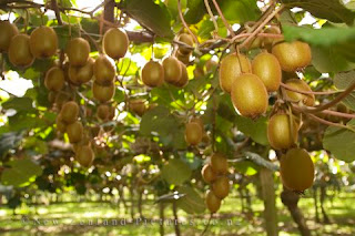 Kiwi Fruit Tree Facts