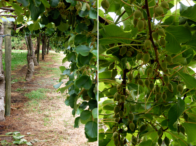 Kiwi Fruit Tree Facts