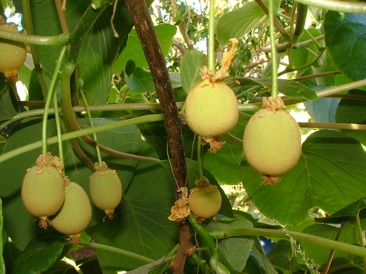 Kiwi Fruit Tree For Sale