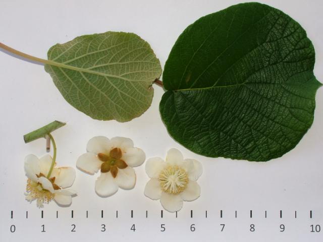 Kiwi Fruit Tree Leaves