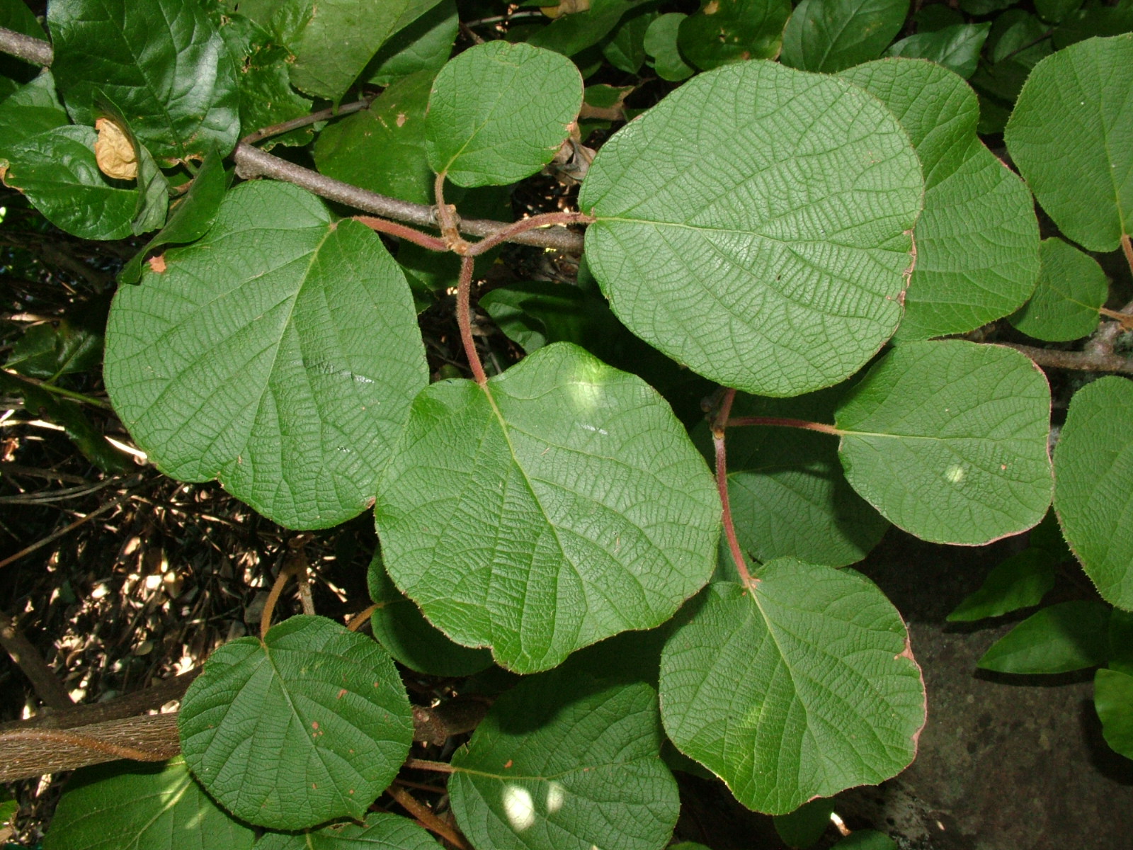 Kiwi Fruit Tree Leaves