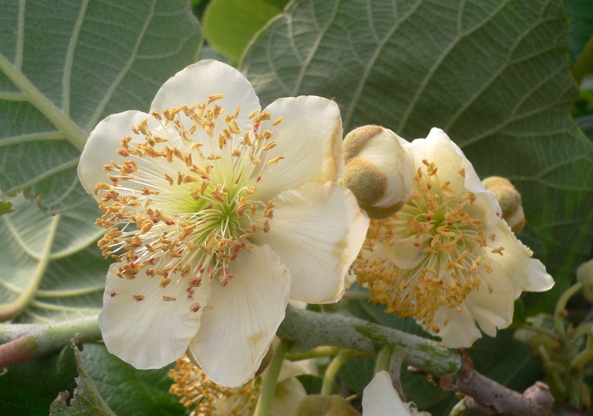 Kiwi Plant Flower