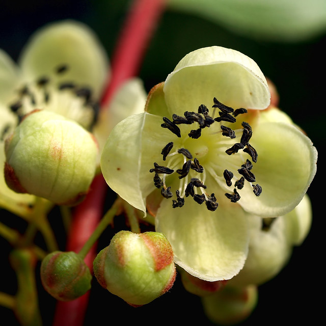 Kiwi Plant Flower