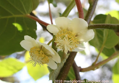 Kiwi Plant Flower