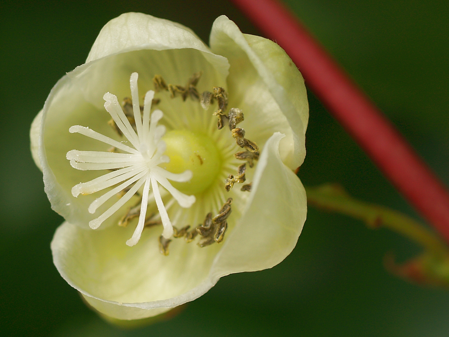 Kiwi Plant