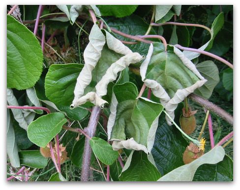 Kiwi Plant Leaves