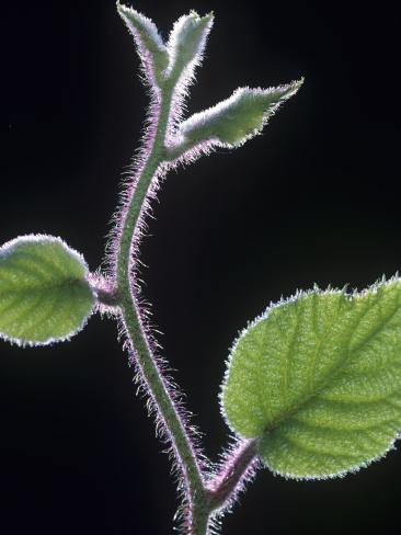 Kiwi Plant Leaves