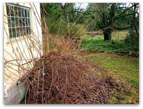 Kiwi Plant Pictures