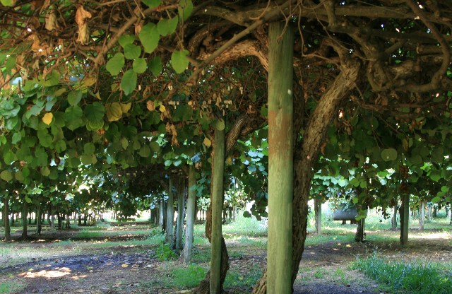 Kiwi Plant Pictures