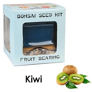 Kiwi Tree Bonsai