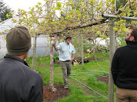 Kiwi Tree Climate