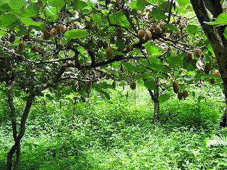 Kiwi Tree Climate