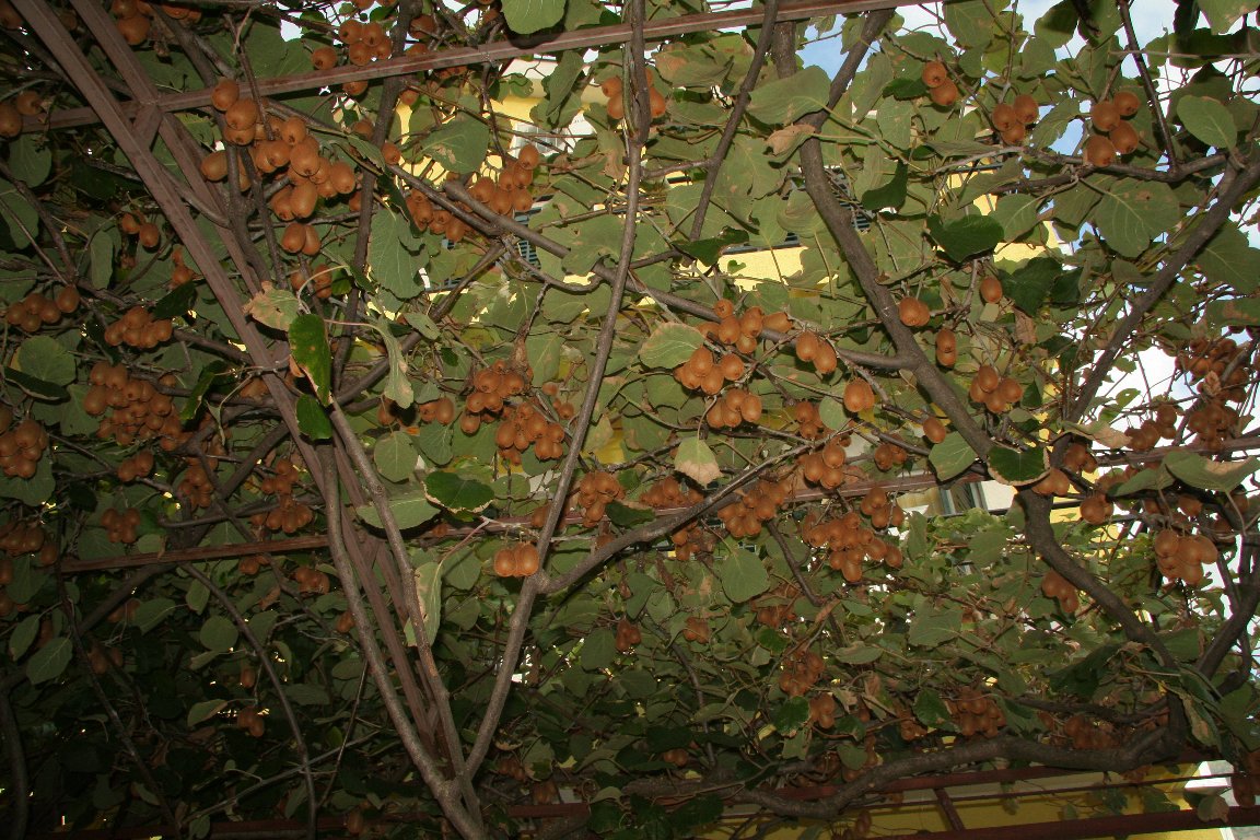 Kiwi Tree Picture