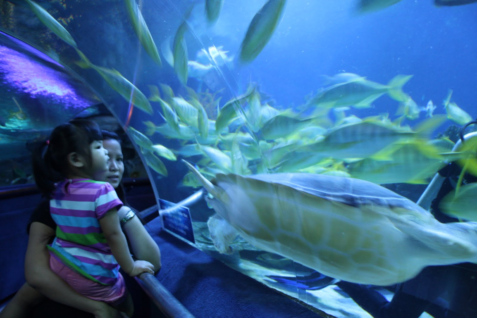 Klcc Aquaria Time