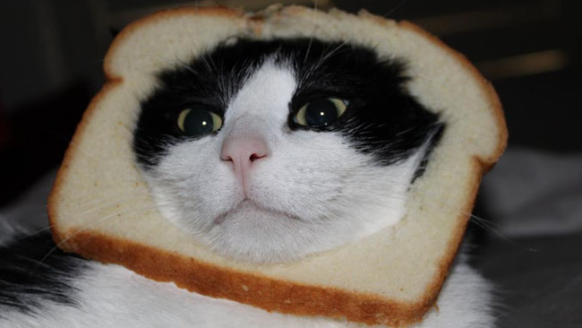Know Your Meme Cat Breading