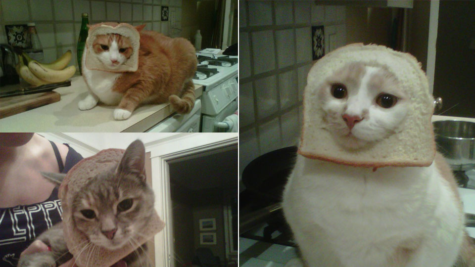 Know Your Meme Cat Breading