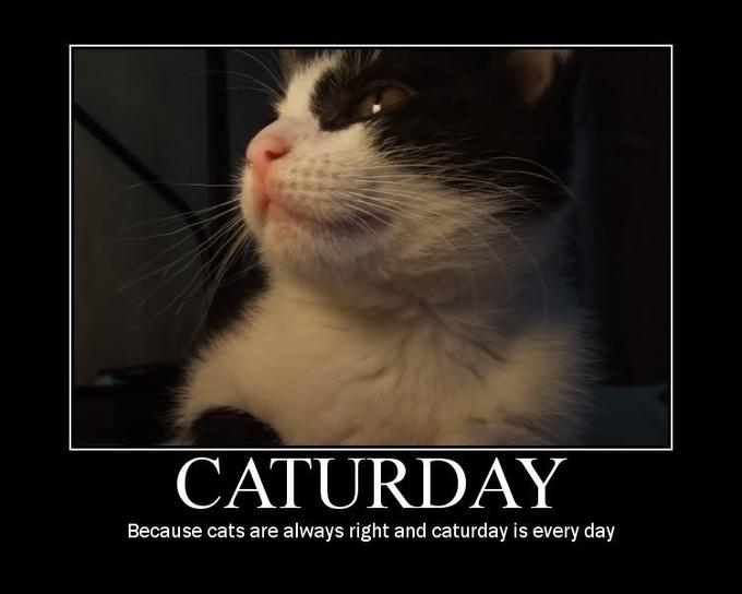 Know Your Meme Caturday
