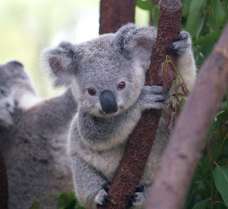 Koala Bear Baby Pictures