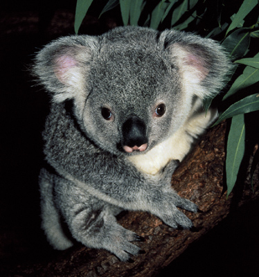 Koala Bear Facts And Pictures