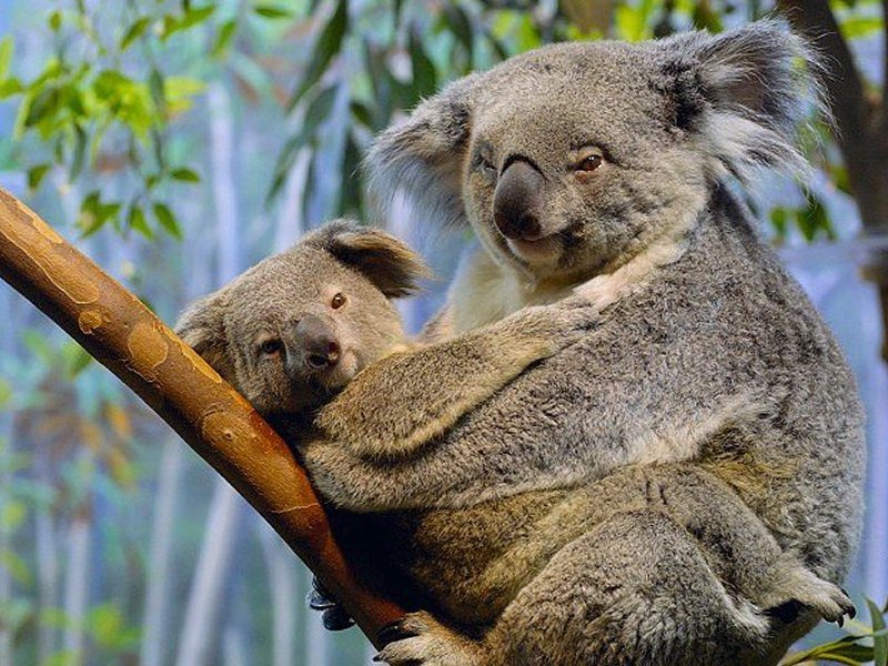 Koala Bear Facts And Pictures