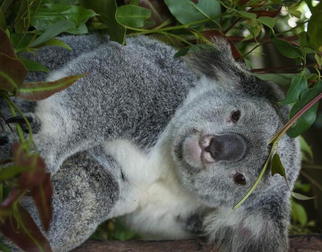 Koala Bear Facts Australia