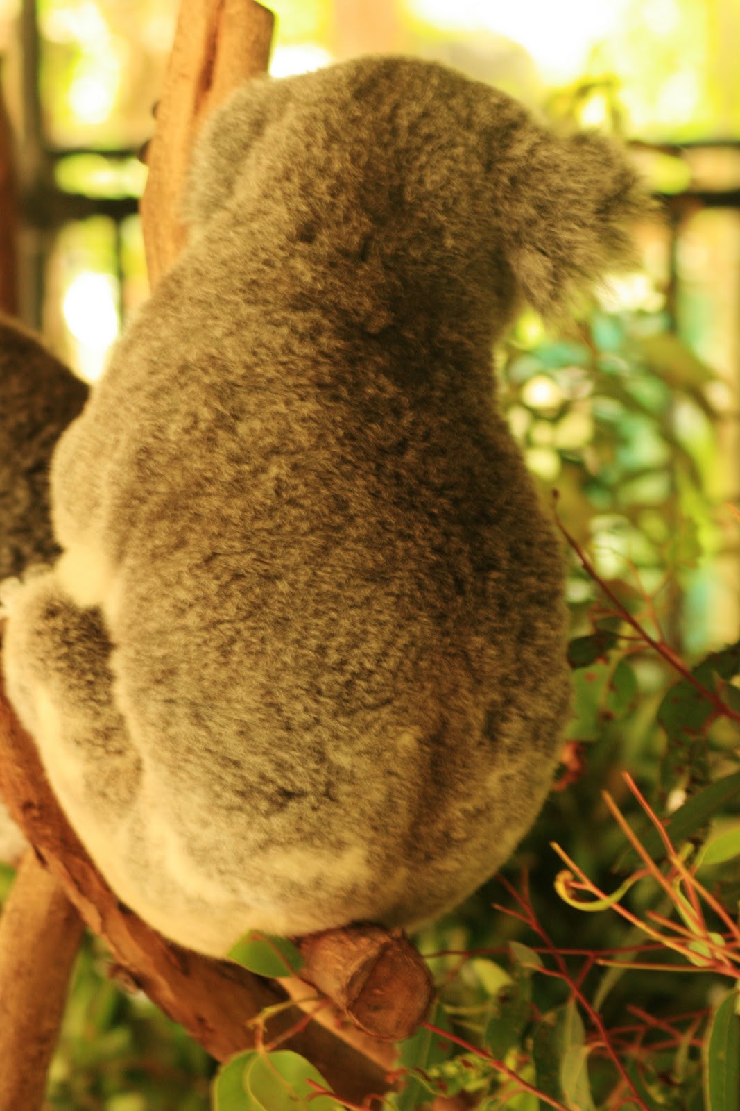 Koala Bear Facts Eucalyptus