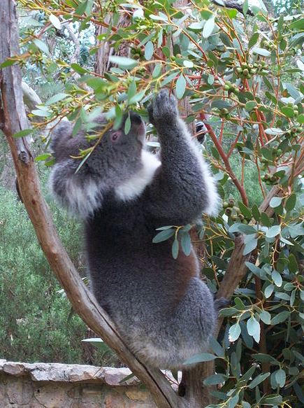 Koala Bear Facts Eucalyptus