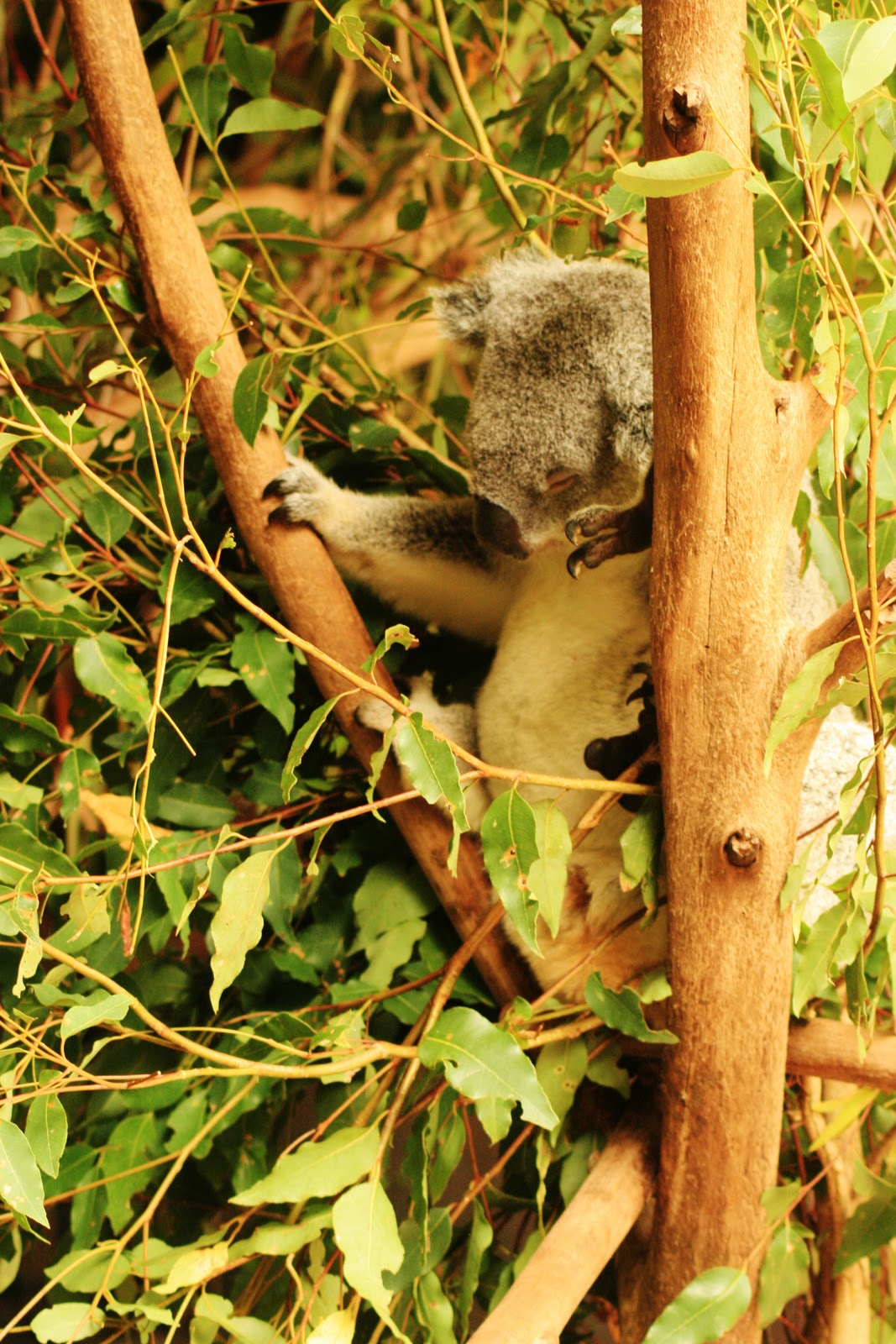 Koala Bear Facts Eucalyptus