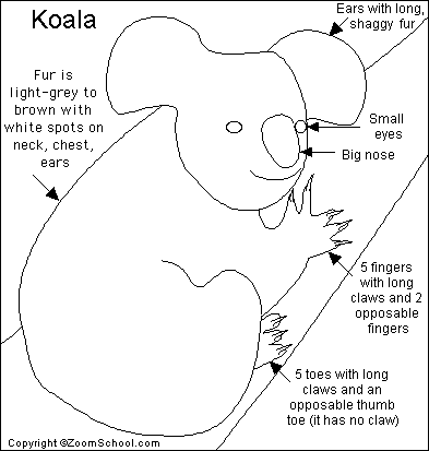 Koala Bear Facts For Kids