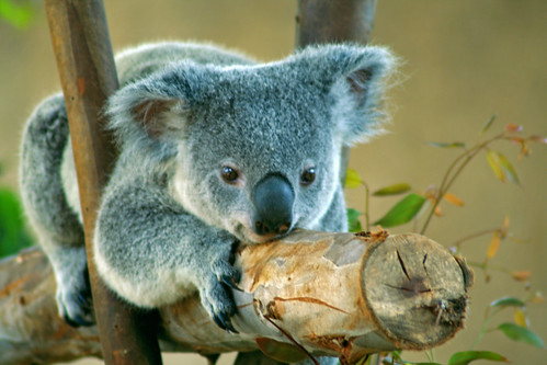 Koala Bear Facts For Kids