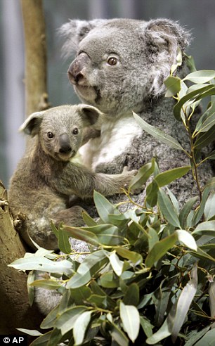 Koala Bear Facts Std