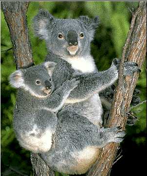 Koala Bear Facts Wikipedia