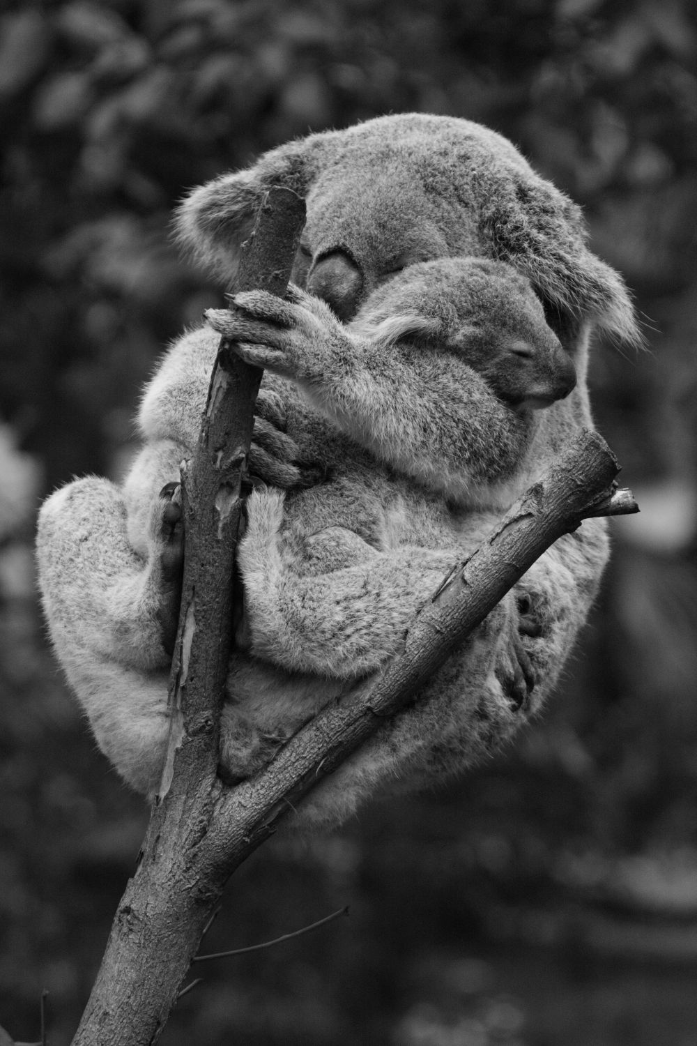 Koala Bear Hugging Tree