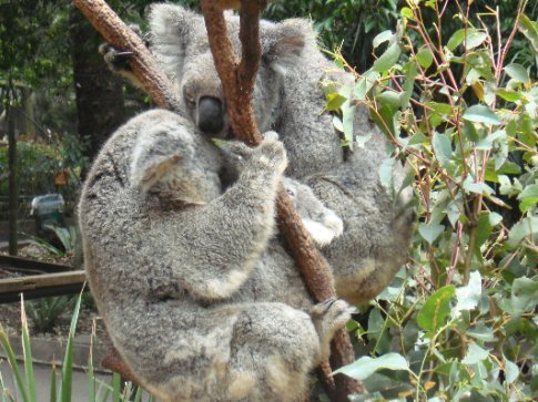 Koala Bear Hugging Tree