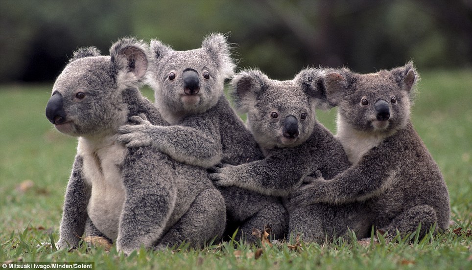 Koala Bear Hugging Tree