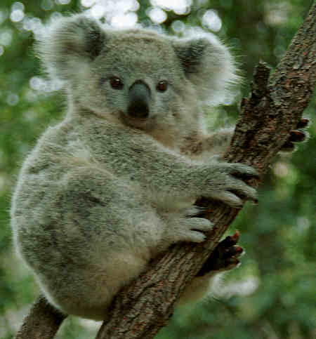 Koala Bear