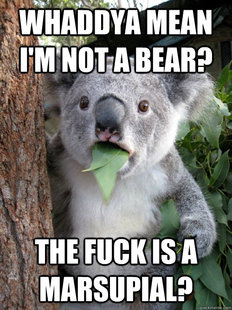 Koala Bear Meme