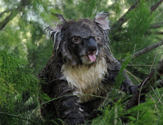 Koala Bear Wet