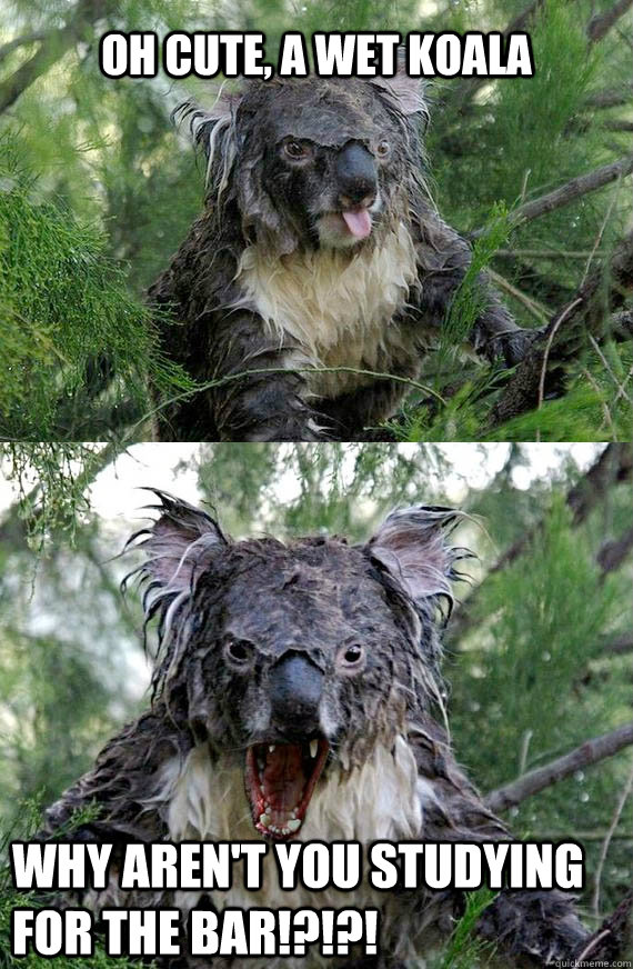 Koala Bear Wet