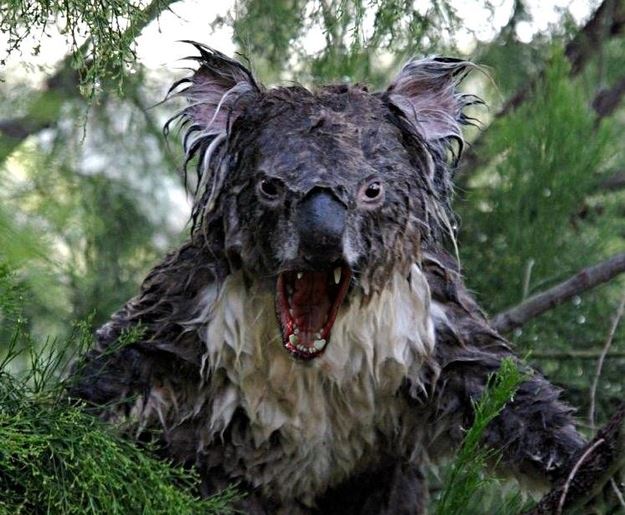 Koala Bear Wet Scary
