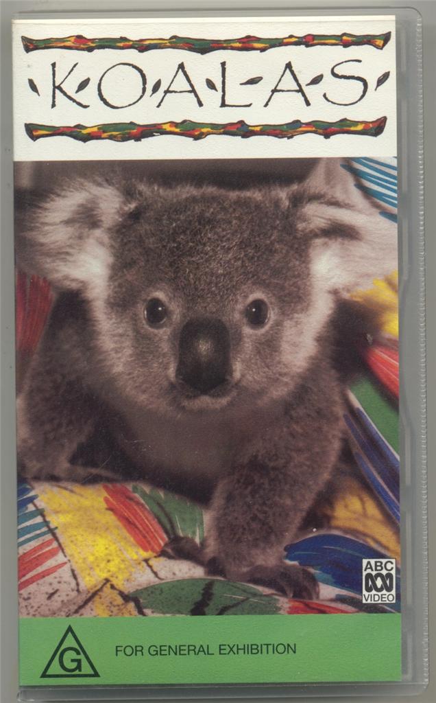 Koala Facts For Kids Abc